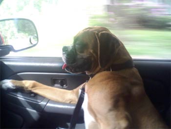 boxer champey