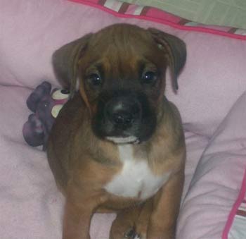 boxer creager