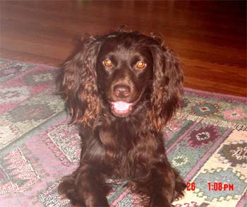 boykinspaniel baird