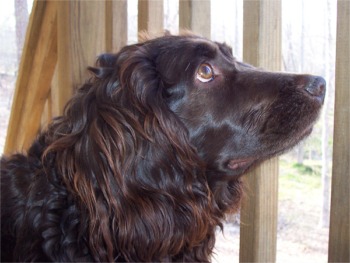 boykinspaniel hoskins