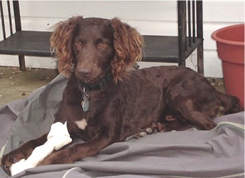 boykinspaniel lloyd