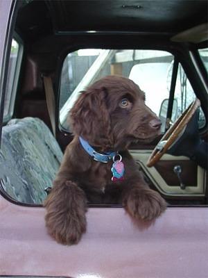 boykinspaniel susansuam