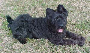 briard coles