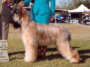 briard klang