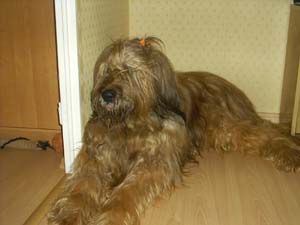briard labuz