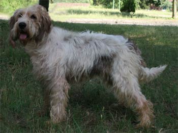 briquetgriffonvendeen oscar