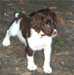 brittanyspaniel leon