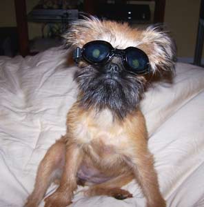 brusselsgriffon johnson
