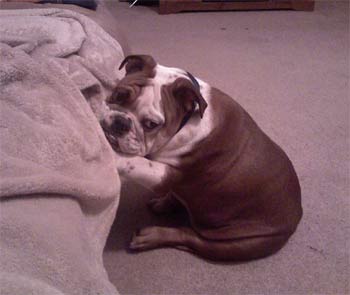bulldog galloway