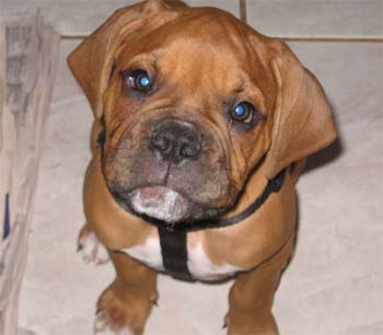 bullmastiff beyer2