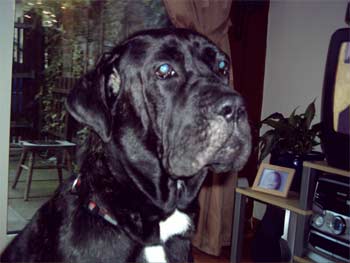 bullmastiff horsfield