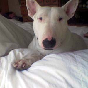 bullterrier dawber