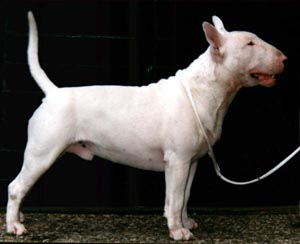 bullterrier john