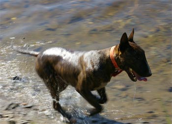 bullterrier sacobie