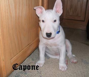 bullterrier tellez