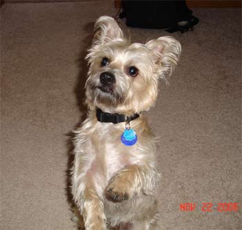 cairnterrier healy2