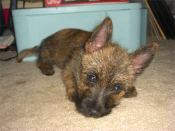 cairnterrier mallory