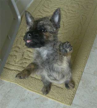 cairnterrier mallory2