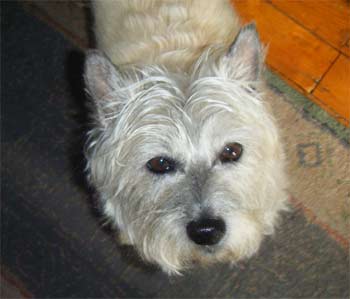 cairnterrier oneill2
