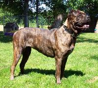 canecorso bower