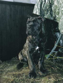canecorso martindale