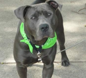 canecorso pina