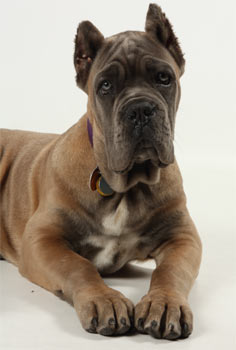 canecorso shapiro2