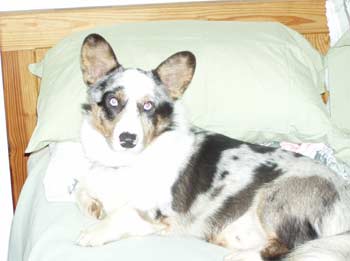 cardiganwelshcorgi dougherty
