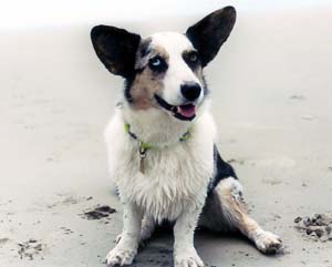 cardiganwelshcorgi power2