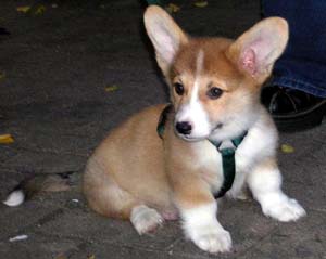 cardiganwelshcorgi q