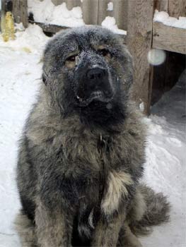 caucasianmountaindog hearron