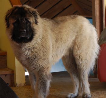 caucasianmountaindog marougas