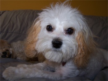 cavachon clausen