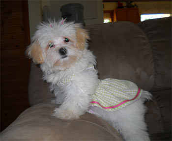 cavachon ketcher2