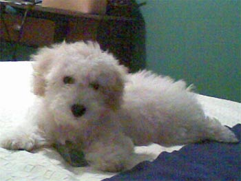 cavachon palacios