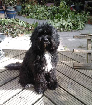 cavapoo clarke2