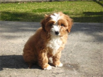 cavapoo love