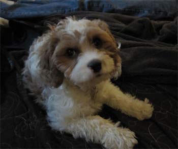 cavapoo paniagua