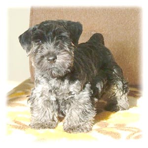 ceskyterrier machanova