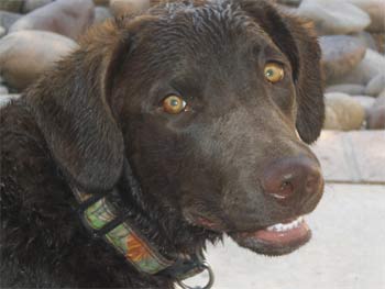 chesapeakebayretriever cotten