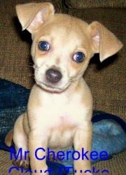 chihuahua brannan
