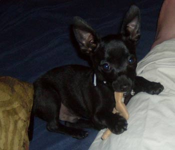 chihuahua knell2
