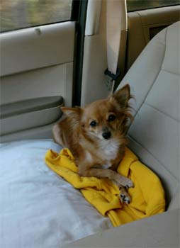 chihuahua mccurry
