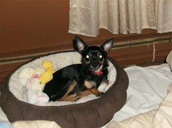 chihuahua morin