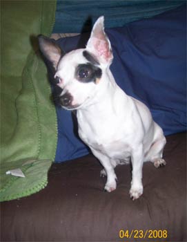 chihuahua saturday