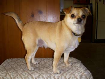 chihuahua vashaw