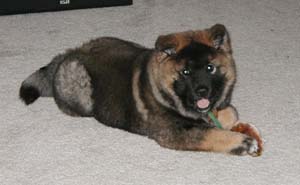 chinesefoodog clark
