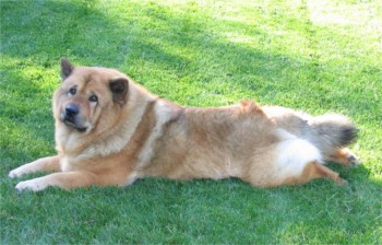chinesefoodog morrison