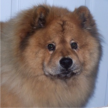 chinesefoodog scott