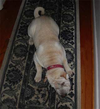 chinesesharpei batey2